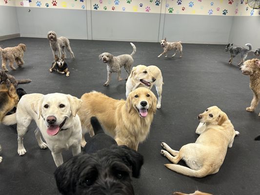 Deweydog’s Dog Daycare and Boarding