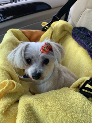 Daisy looking too cute after her grooming session!