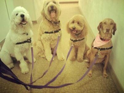 Nigel, Winston, Bruce, and Cali are ready for play group!