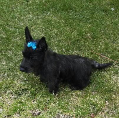 Chloe after a visit with Tabatha at Mount Ruffmore Doggie Salon in Lake Orion