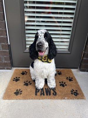 Woof Gang Bakery & Grooming Beltline