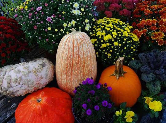 Chrysanthemums, Aster, Pumpkins and Heirloom Squash