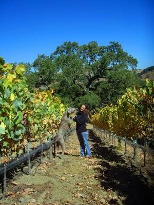 Shylo and Tobe in te Kendric Vineyard.