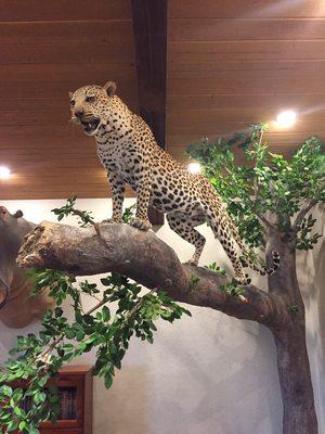 Leopard on artificial tree