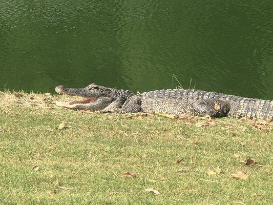 Yes there are gators here!