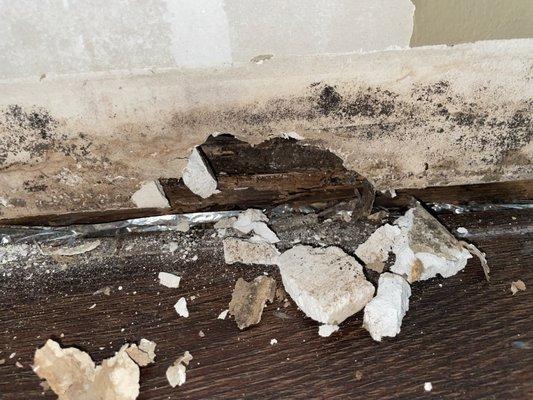 Termite damage