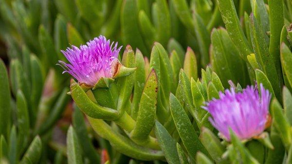 Pescadero Beach State Park North