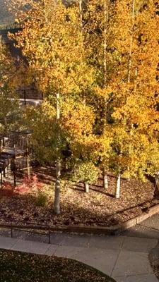 Aspens right off our balcony