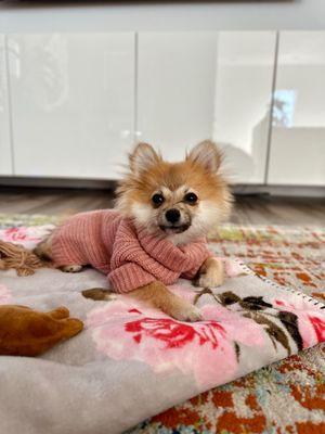 Peach the Pomeranian