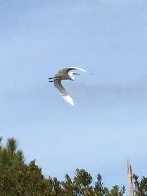 Egret