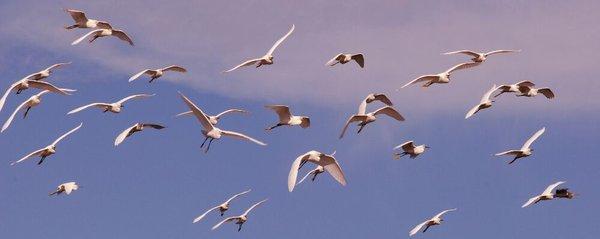 Snowy Egrets on the move