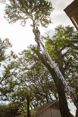 Tree Climbing