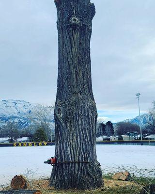 Felling an old Cottonwood with significant decay in the base.