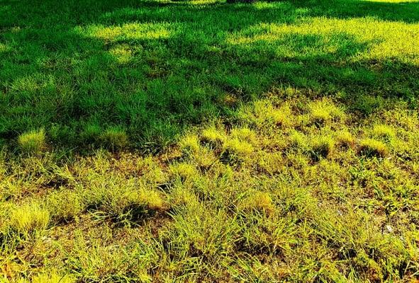 Yard Treatment includes: sod, till, weed pulling,hydro seeding systems, weed & feed, leveling *TEXT FOR FREE QUOTE*