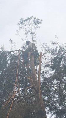 Mannings Tree Service