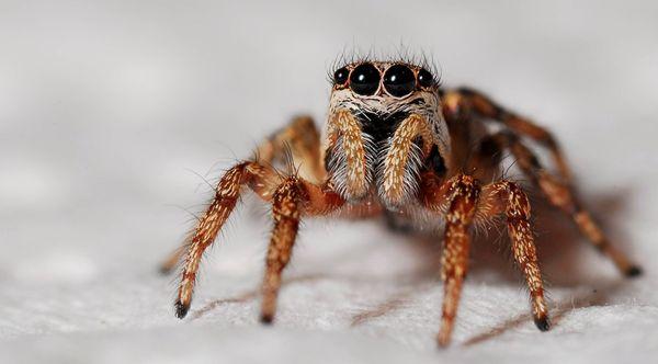 Jumping Spider in Columbia Maryland