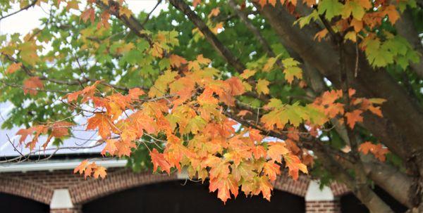 Fall glory