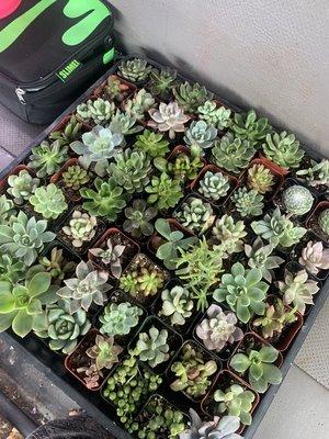 Varying Succulents