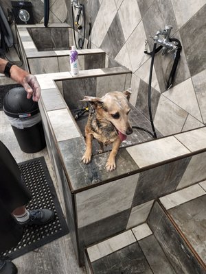 Self serve doggy wash.