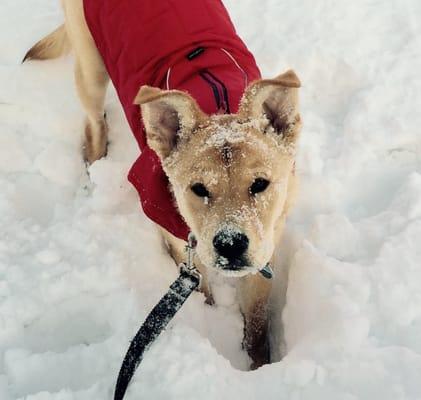 Denver, a newly adopted beautiful boy having a wild time during his first snowfall! He certainly lives up to his name in this weather!