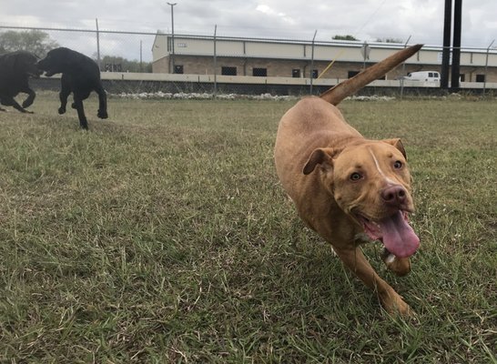 Pup Playtime photos