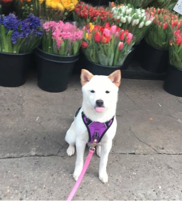 Shiba Inu puppies are excellent to train - highly focused and love to learn.  We are practicing sit on the busy streets of New York City.