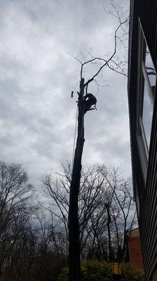 Tree removal job