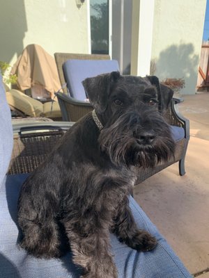 Oscar after his first grooming