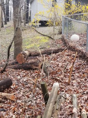 Tree left against backyard fence.