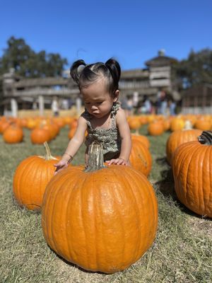 Cutest pumpkin in the patch!