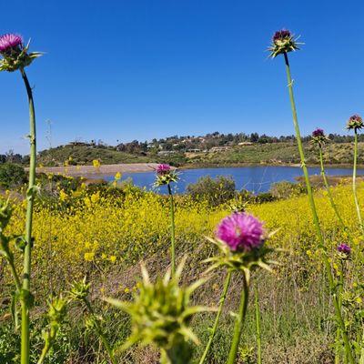 Peter's Canyon pond, blooming flowers on Spring