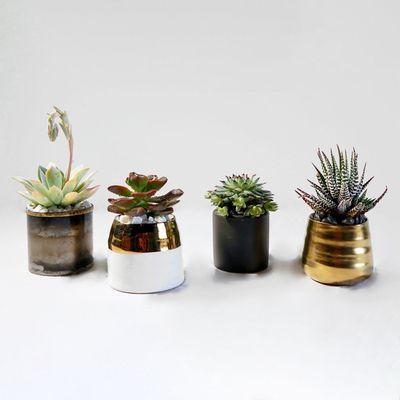 The Succulents (4 pots)