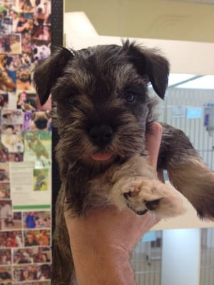 Schnauzer puppy!