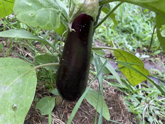 Eggplant.