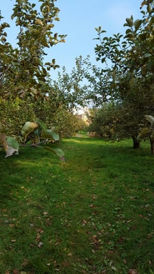 Hundreds of apple trees!