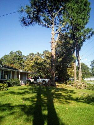 Large pine hanging over house