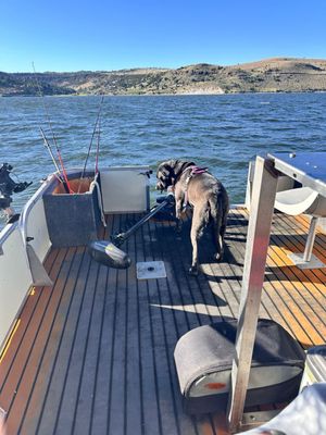 Dog, boat