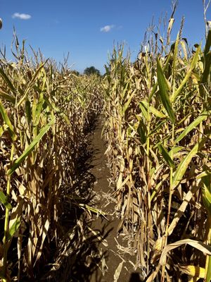 Corn maze