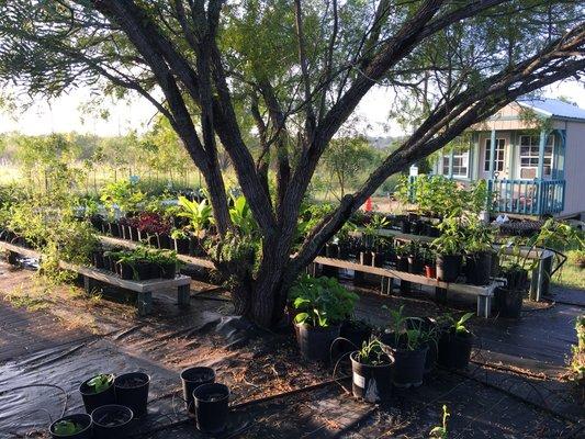 Sweet Mesquite Farm and Nursery