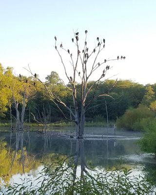 Pond near modern campground