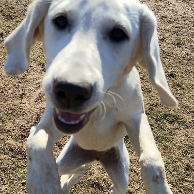 Whiskey is always jumping for joy at Lucky's!