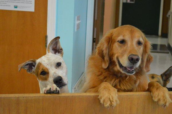 Poppy and Tess are popular greeters