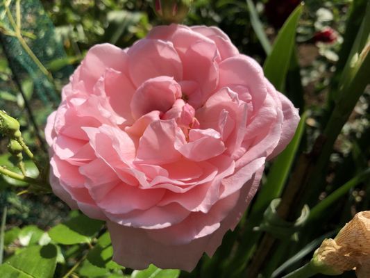 Pink flower