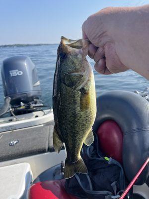 Large Mouth Bass