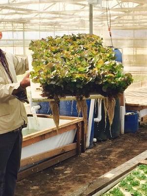 How to grow 4.5 heads of lettuce per square foot