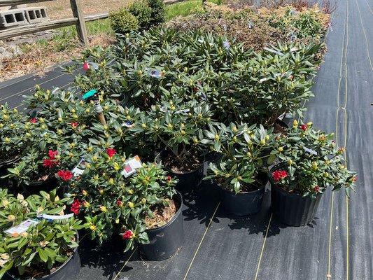 Great selection of flowering shrubs and Proven Winners plants.