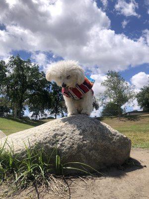 Fun stuff at the dog park! 05/05/24