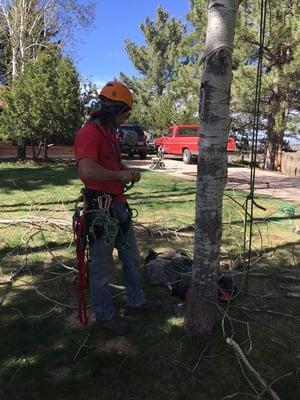 Timp Trees