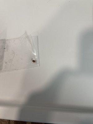 This is the bed bug the inspector first found when pulled off our couch.