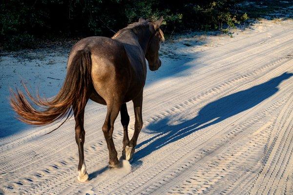 Corolla Wild mare